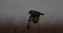 Short-eared owl - J